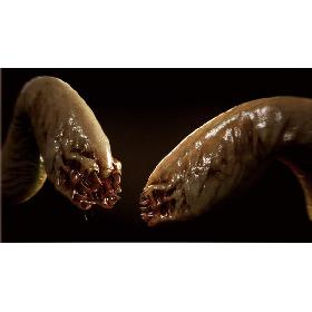 Worm creature